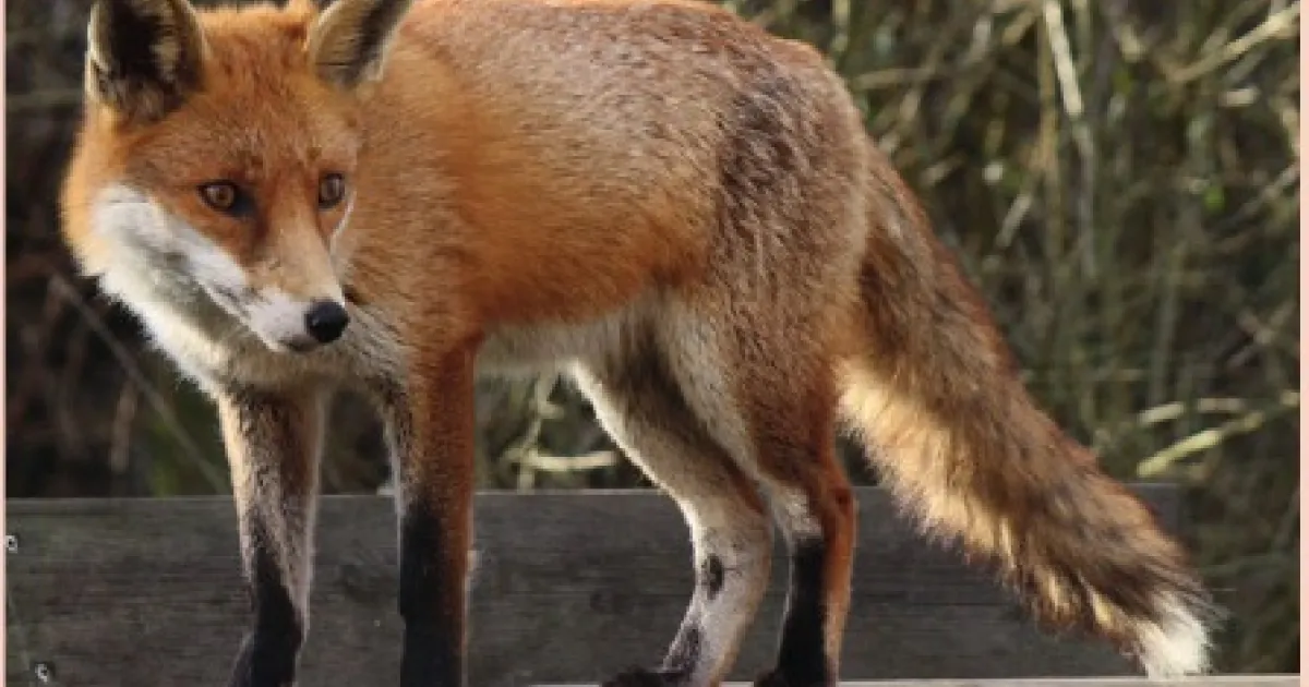 Dieren in de Herk- en Mombeekvallei