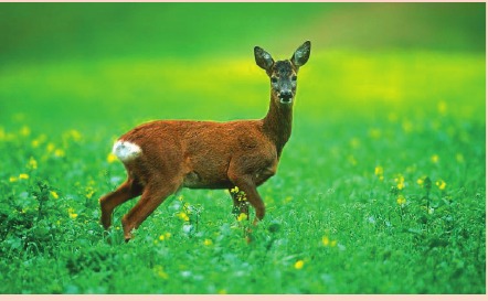 Ree