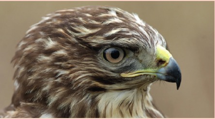 Buizerd